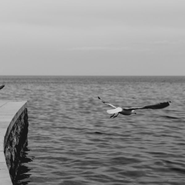 Seagull Over Water, copyright 2019